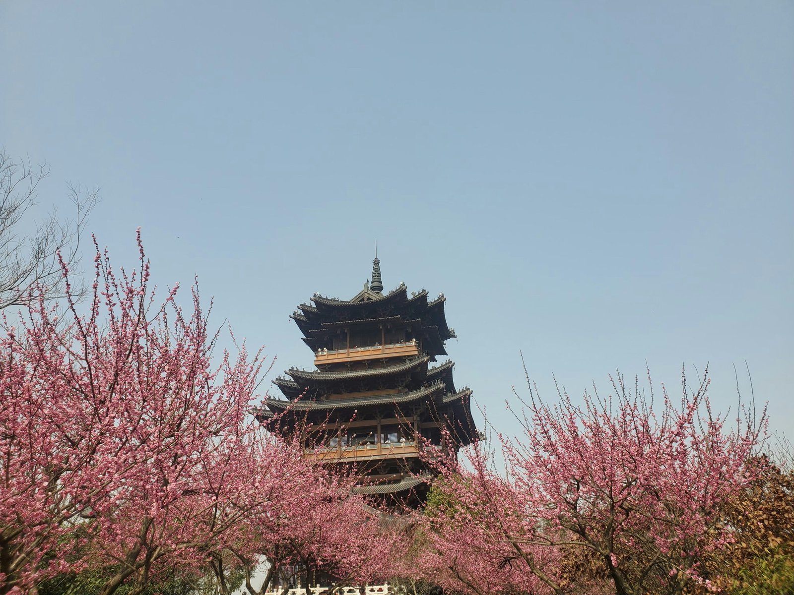 image of a pagoda and cherry blossom trees